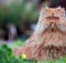 Il gatto persiano: il pelo lungo per eccellenza