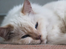 Cucce invernali per gatti: un caldo letto anche per loro!