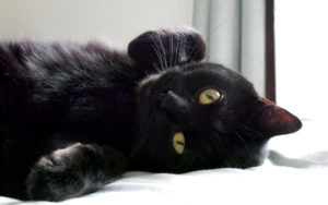 Il gatto nero, vera star di halloween
