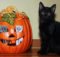 Il gatto nero, vera star di halloween