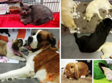 Petsfestival 2016: una giornata alla fiera degli animali