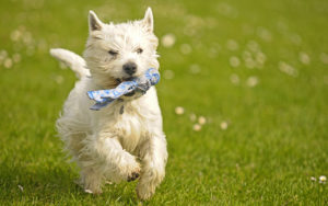 West Highland White Terrier: musetto buffo e cuore tenero