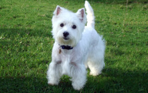 West Highland White Terrier: musetto buffo e cuore tenero