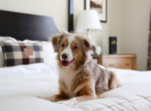 In albergo con il cane in montagna!