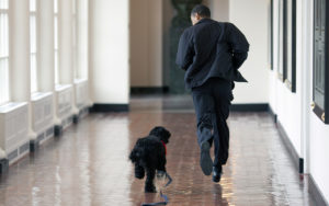 Il cane del presidente, first pets alla casa bianca