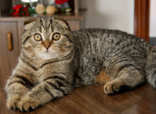 Gatti British: 3 razze d'oltremanica