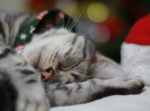 Christmas 4 Pets: Idee per un natale a quattro zampe