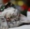 Christmas 4 Pets: Idee per un natale a quattro zampe