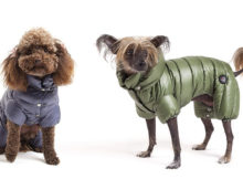 Cappotti per cani: l'inverno sta arrivando!