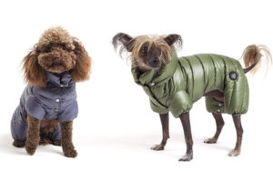Cappotti per cani: l'inverno sta arrivando!