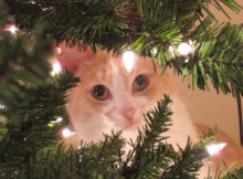Albero di Natale a prova di gatto, cane e coniglio!