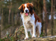 Attività col cane in montagna: idee per vacanze in alta quota!