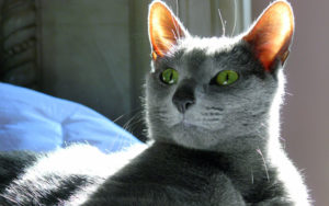 Il gatto Blu di Russia, la razza degli Zar