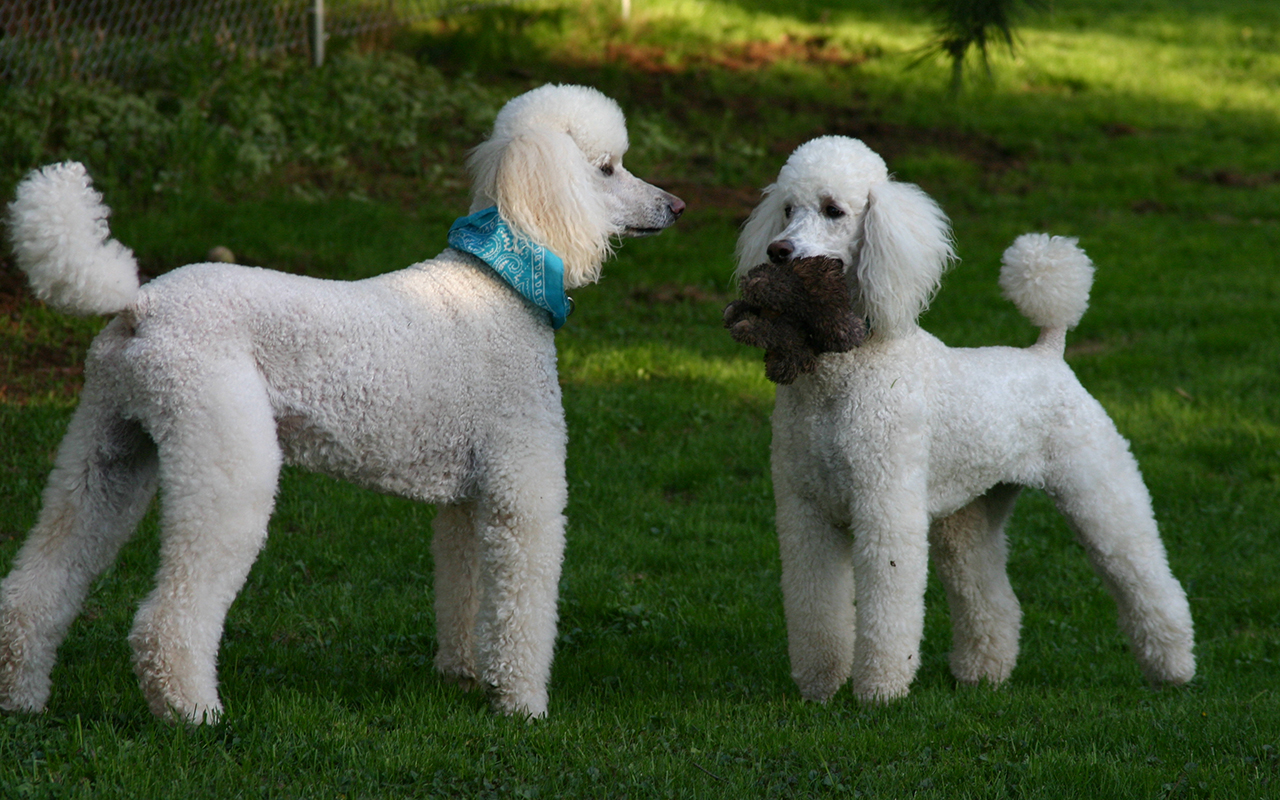 Cani anallergici: le razze adatte a chi soffre di allergie