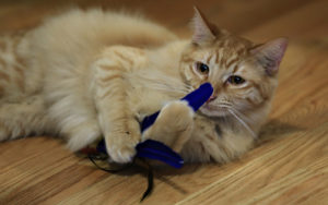 Giocare con il gatto: idee per divertirsi col proprio felino!