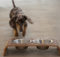 Ciotole di design: anche a cani e gatti piace lo stile
