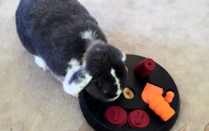 Giocare con il coniglio, alcune idee per socializzare assieme