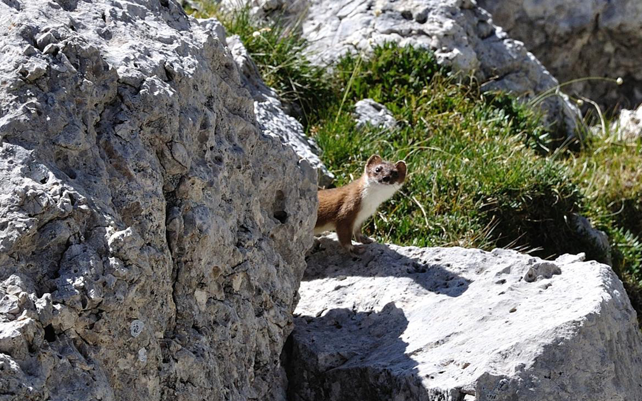 Parco nazionale dello Stelvio: tra i più antichi d'Italia