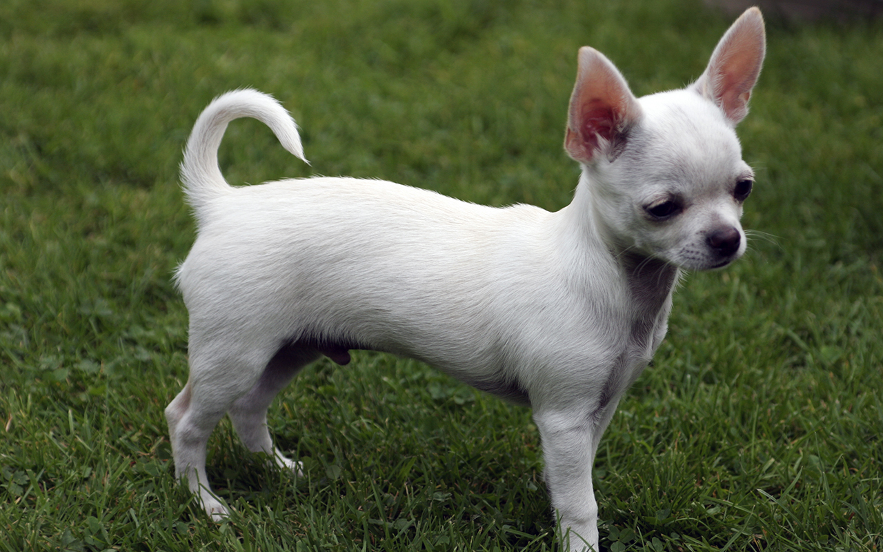 Voglio un cane mini toy! Ma esiste un cane di taglia così piccola?