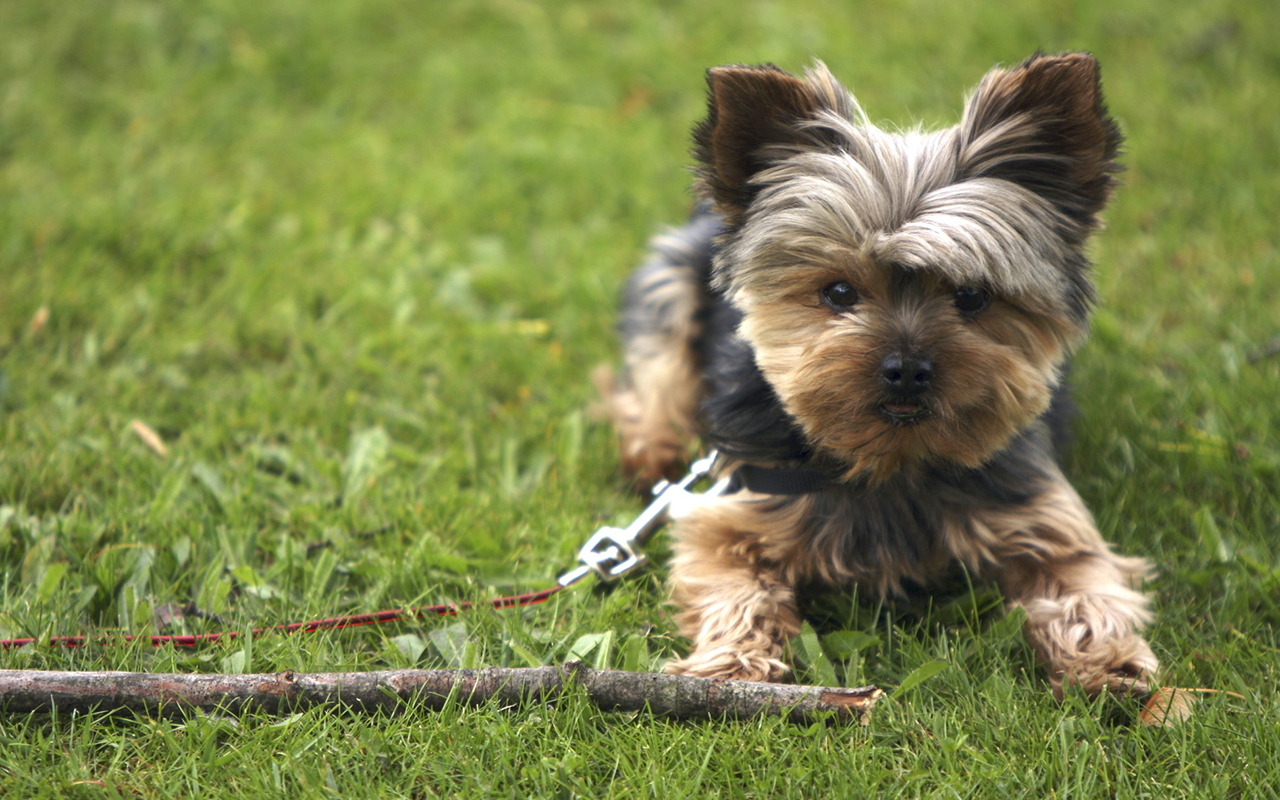 Voglio un cane mini toy! Ma esiste un cane di taglia così piccola?