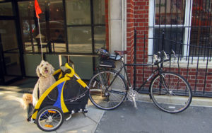 In bicicletta con il cane, cosa usare e cosa fare