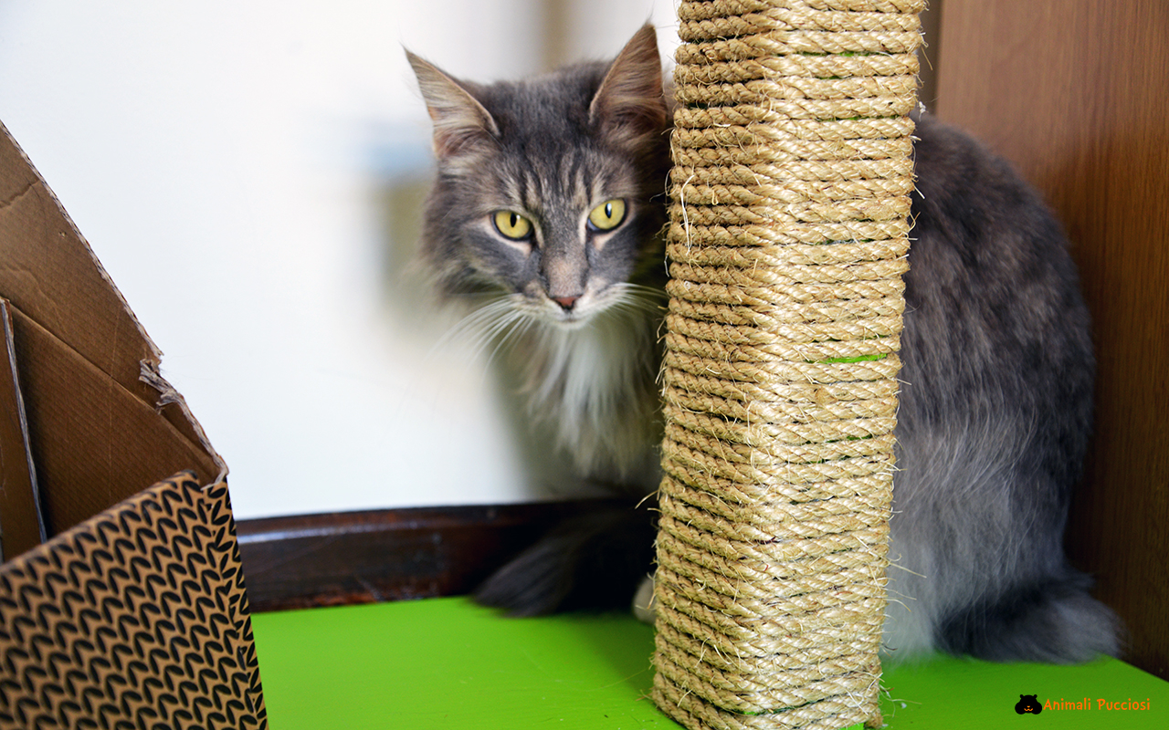 Come costruire in 10 mosse un tiragraffi per il vostro gatto con materiali  riciclati - greenMe