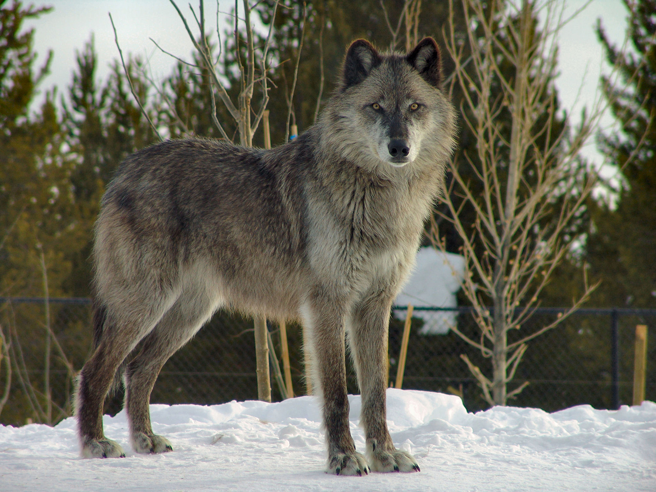 Parco nazionale del Gran Paradiso: gli animali del parco più antico d'Italia