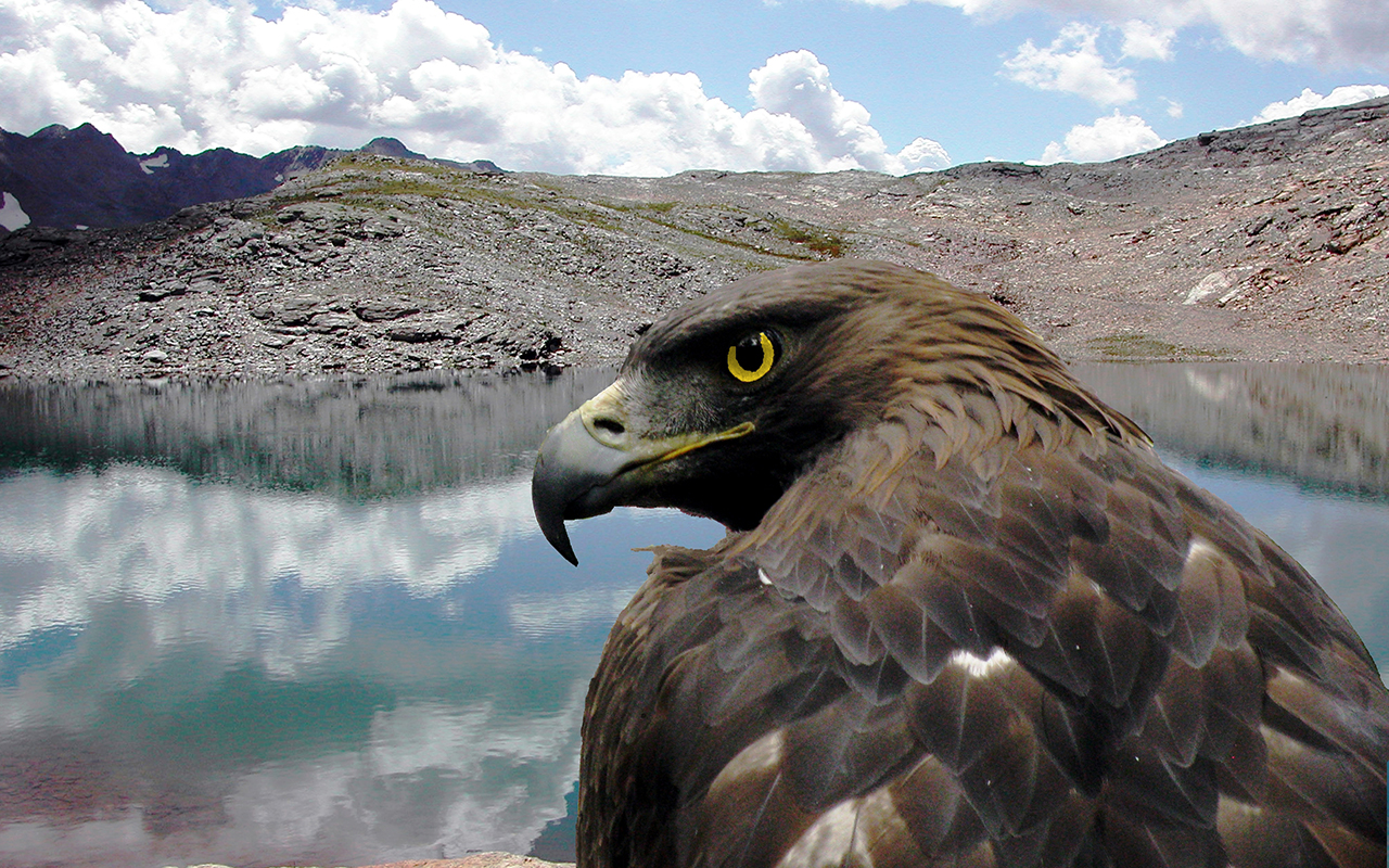 Parco nazionale del Gran Paradiso: gli animali del parco più antico d'Italia