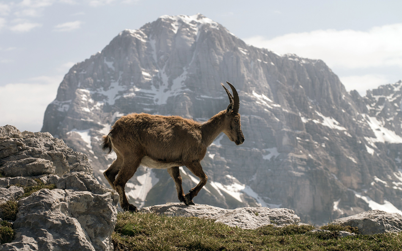 Parco nazionale del Gran Paradiso: gli animali del parco più antico d'Italia