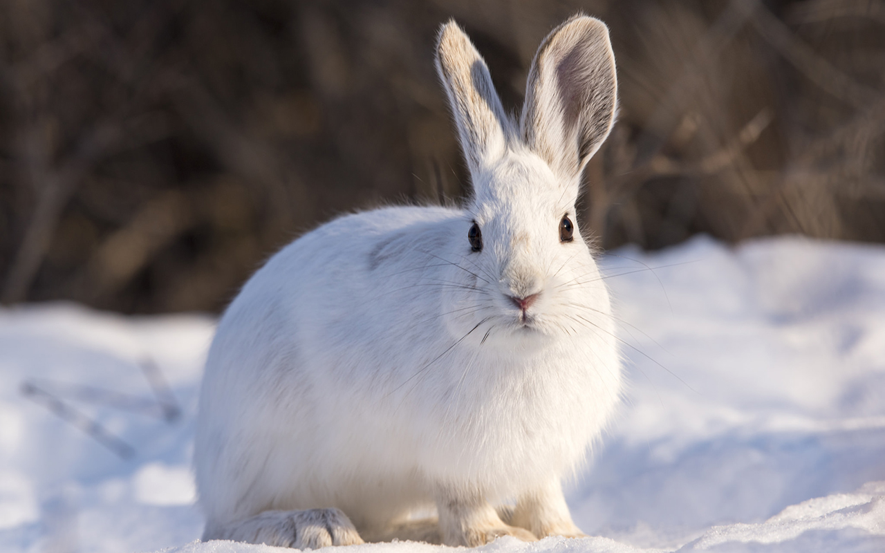 Parco nazionale del Gran Paradiso: gli animali del parco più antico d'Italia