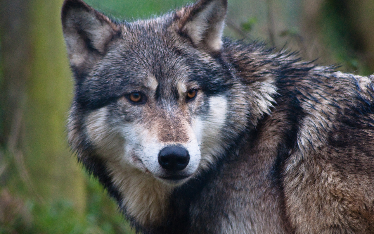 Il Lupo grigio: un animale prezioso da salvare!