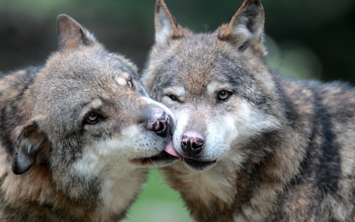 Il Lupo grigio: un animale prezioso da salvare!