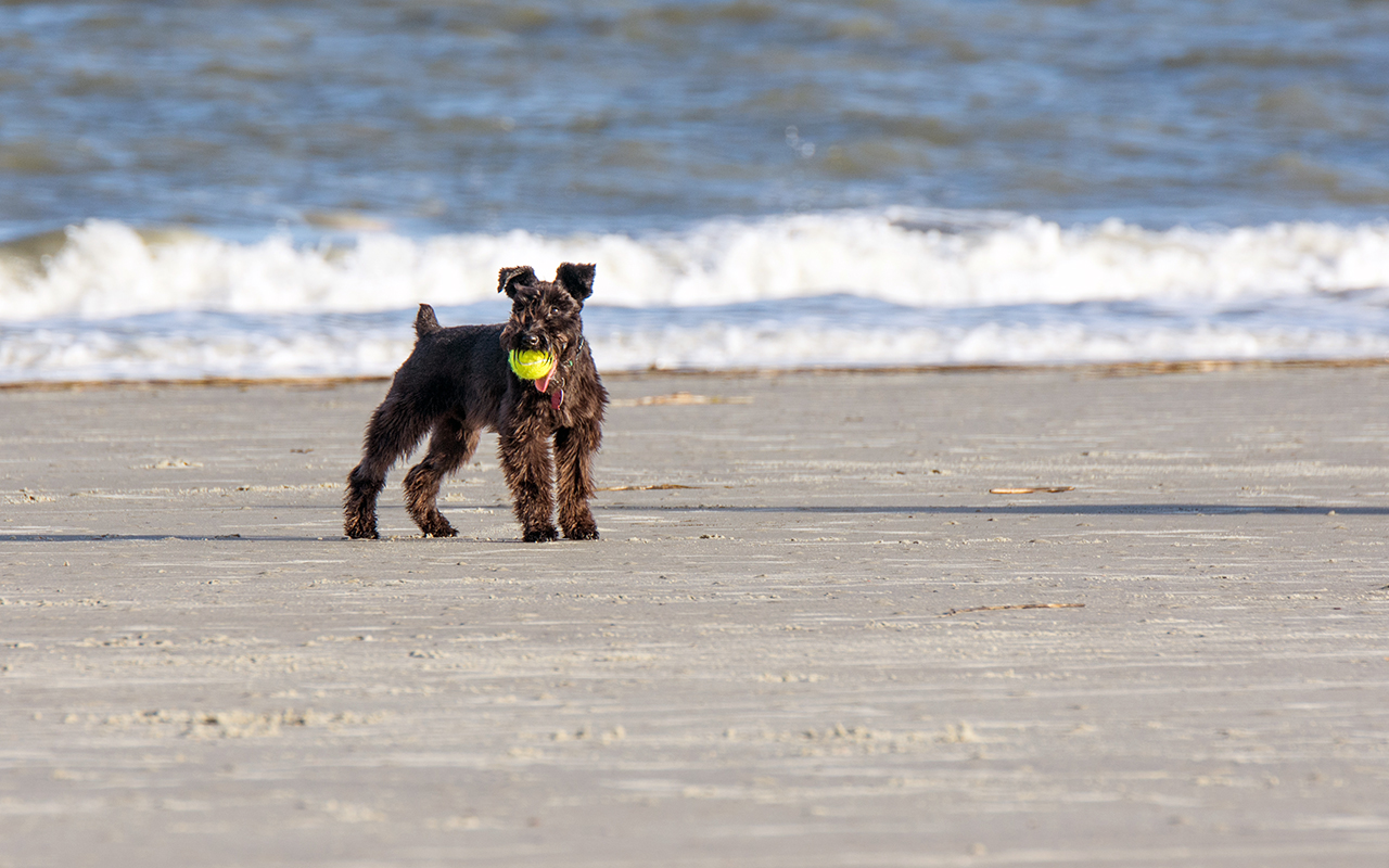 Spiagge attrezzate per cani, dove trovarle