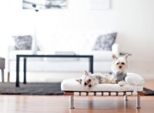Ispirazioni di stile | Arredare in bianco per cani e gatti