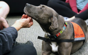 Cani adatti alla pet therapy: le razze più indicate