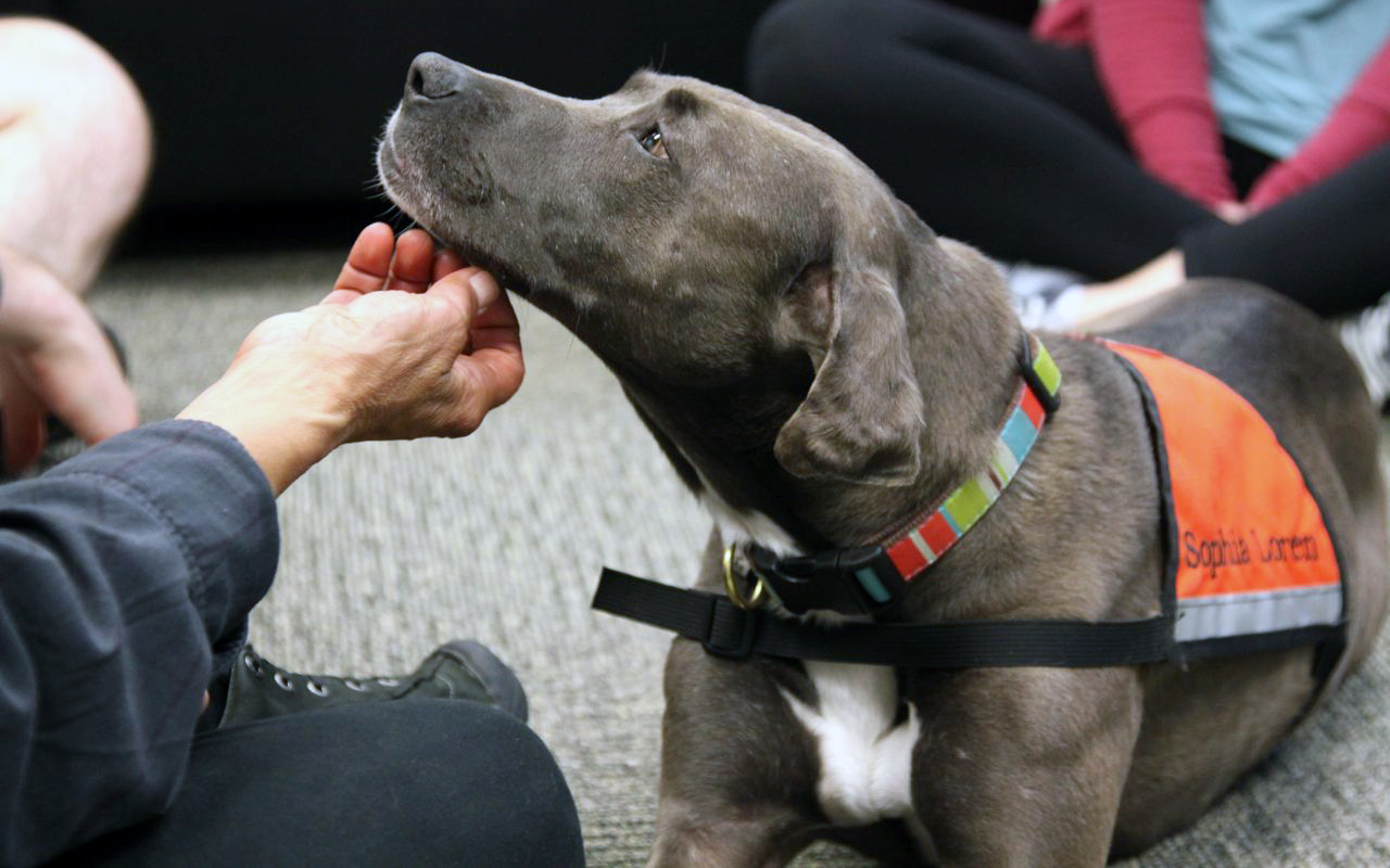 Risultati immagini per cane pet therapy
