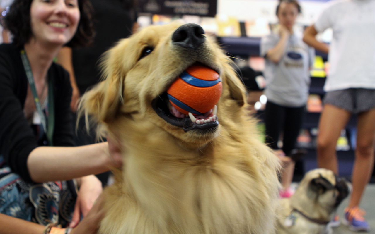 Cani adatti alla pet therapy: le razze più indicate