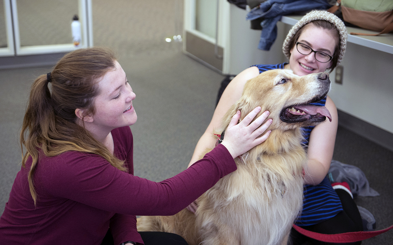 Cani adatti alla pet therapy: le razze più indicate