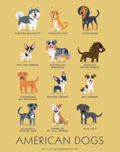 Le razze di cani del mondo sulle illustrazioni di Lili Chin