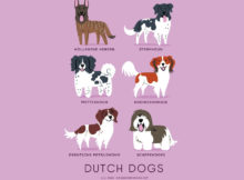 Le razze di cani del mondo sulle illustrazioni di Lili Chin