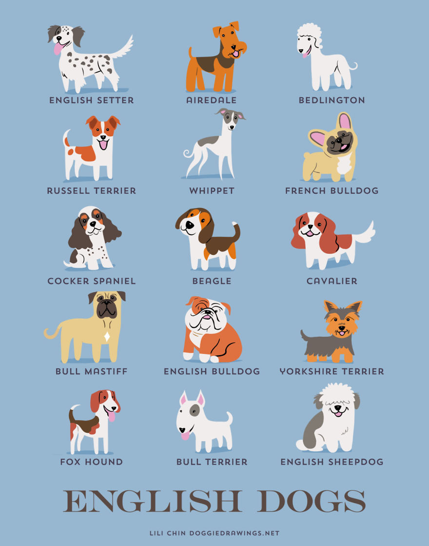 Le razze di cani del mondo sulle illustrazioni di Lili Chin