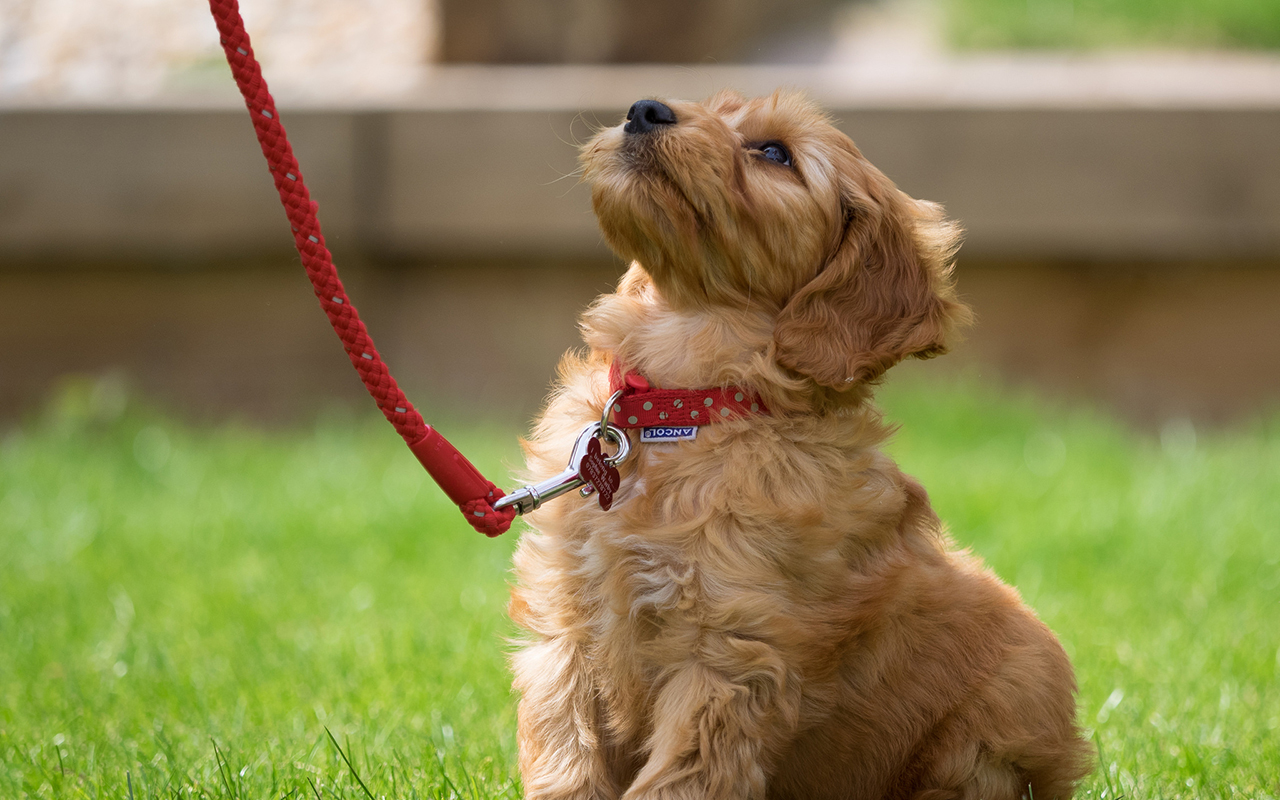 Cose indispensabili per un cucciolo di cane in casa