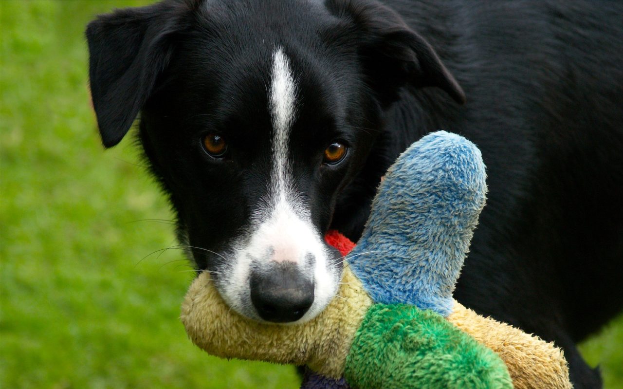 Cose indispensabili per un cucciolo di cane in casa