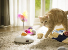 Giochi automatici per gatti per farli svagare in nostra assenza