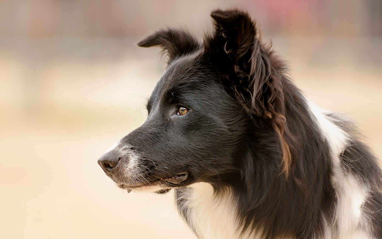 Il Border Collie: dal gregge all'agility