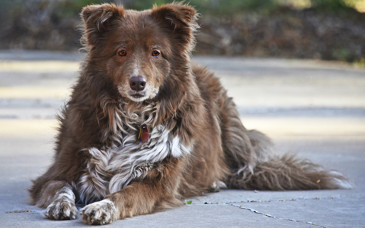 Il Border Collie: dal gregge all'agility