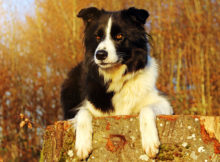 Il Border Collie: dal gregge all'agility