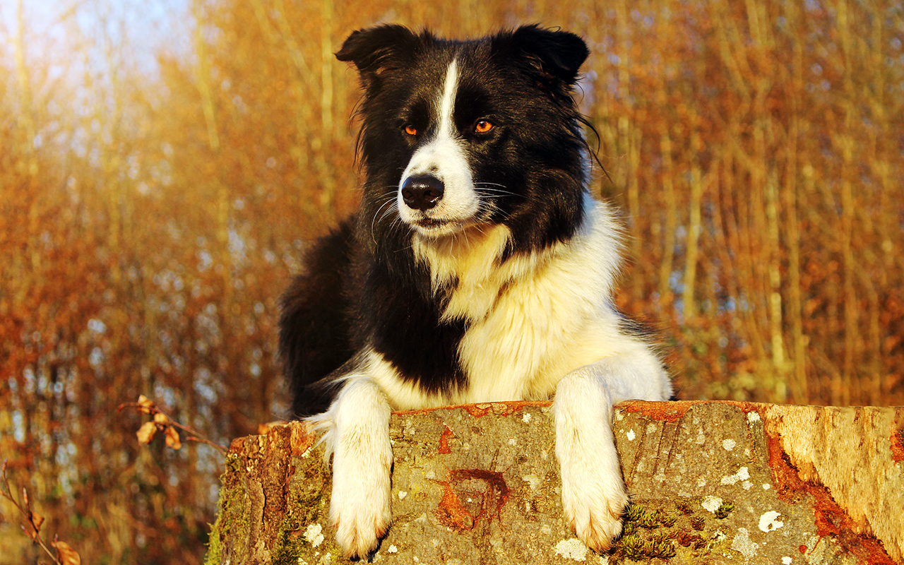 Il Border Collie: dal gregge all'agility