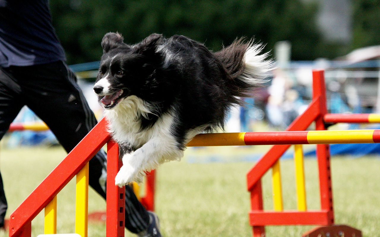 Il Border Collie: dal gregge all'agility