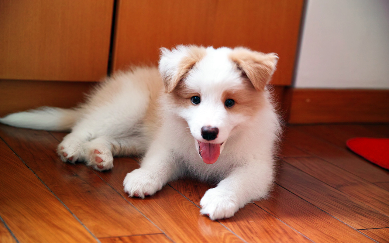 Il Border Collie: dal gregge all'agility